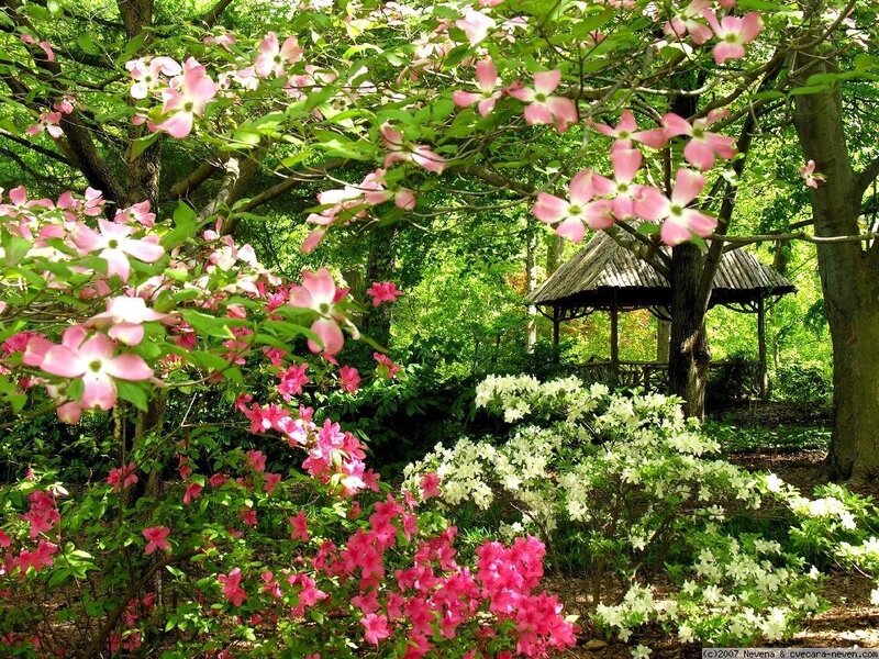 Garden with Flowering Trees — Pink