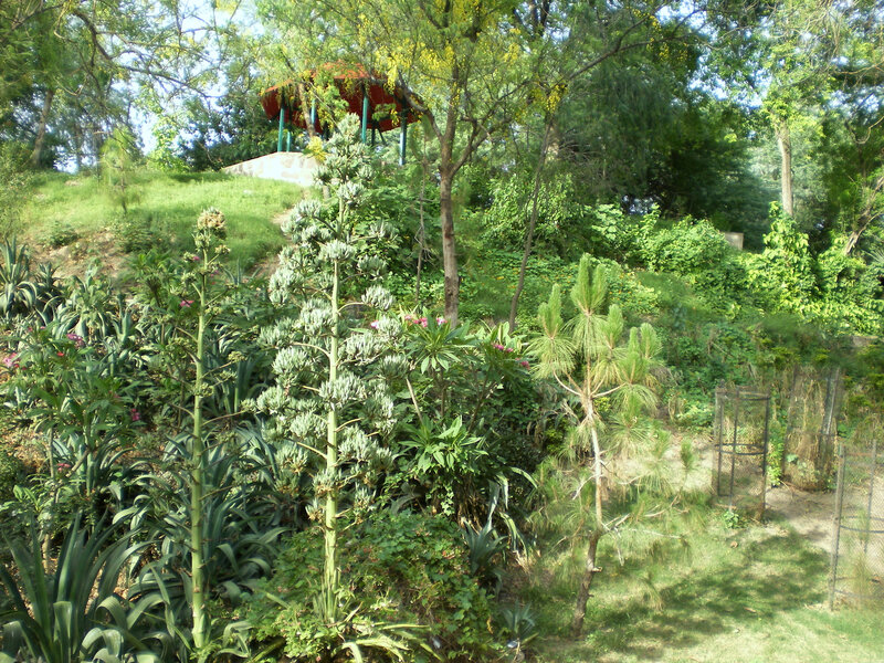 Garden with gazebo and flowering plants