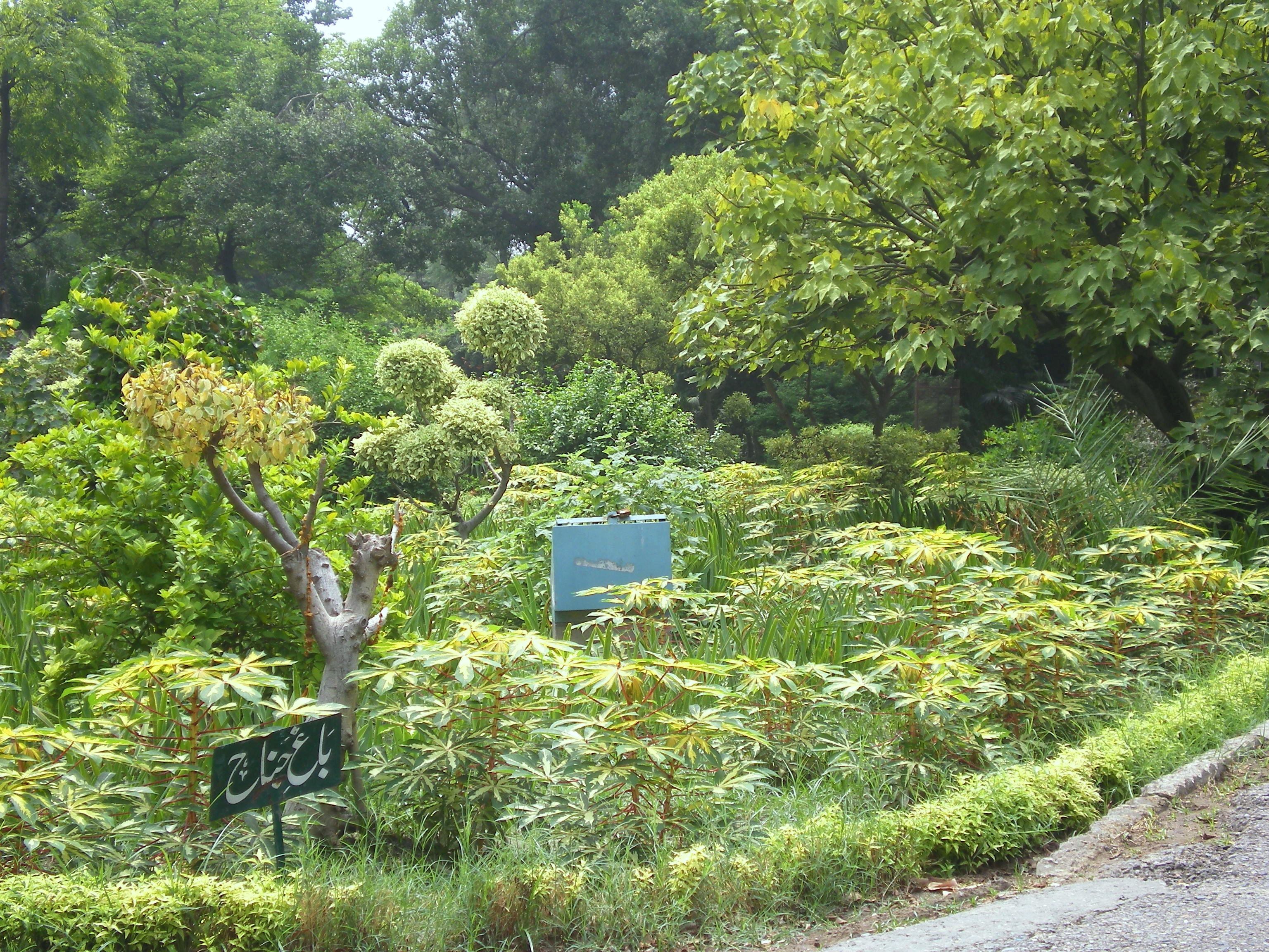 Garden with green plants