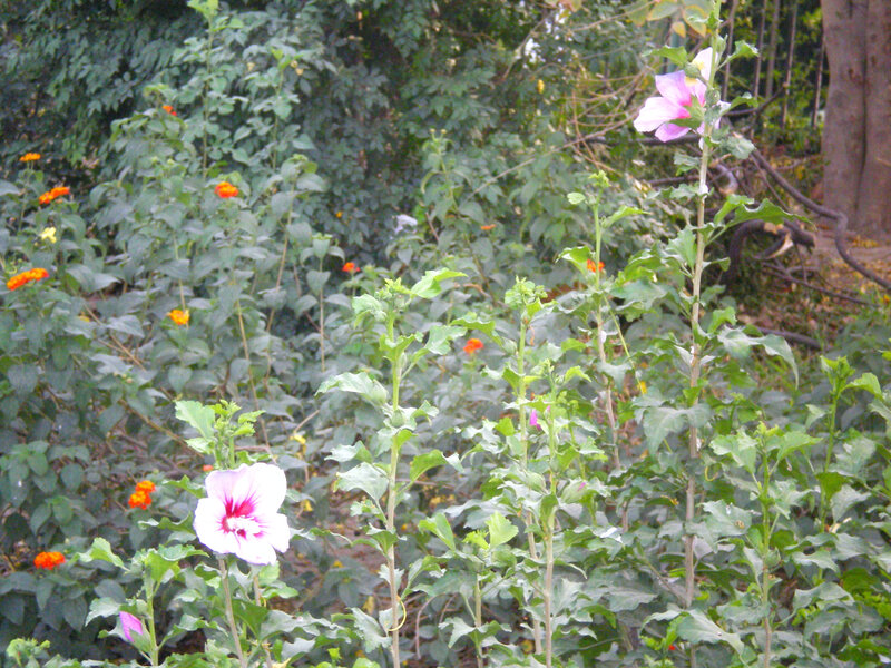 garden with hibiscus flowers