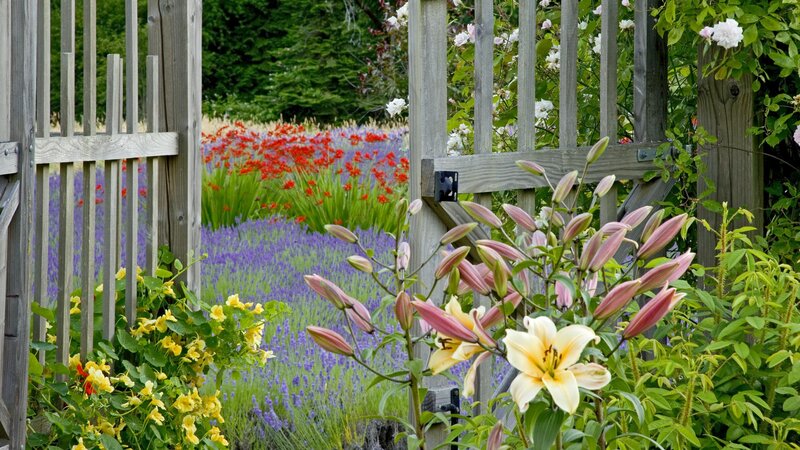 Garden with lilies and lavender