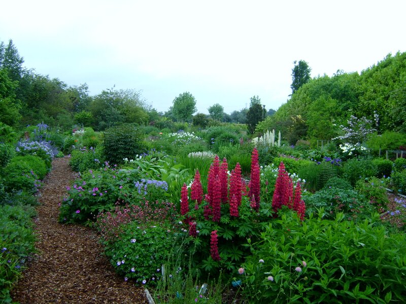 Garden with Lupine Flowers