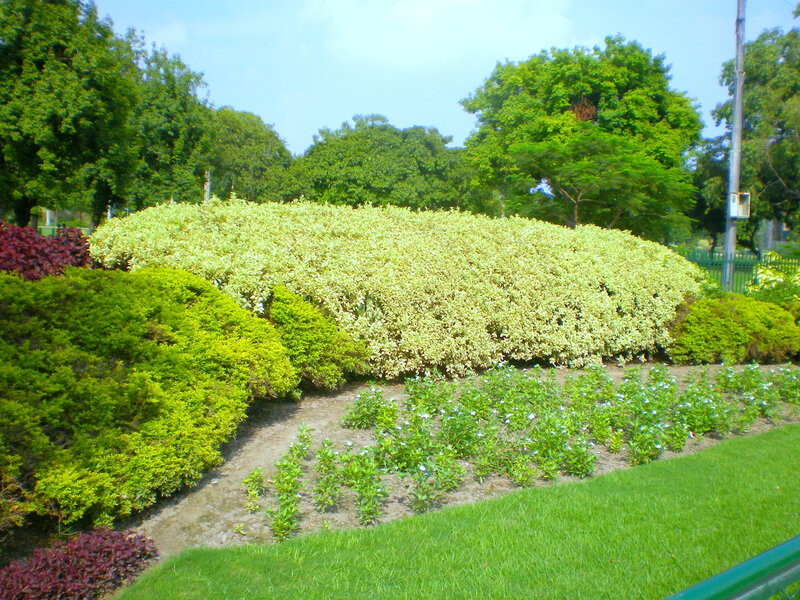 Garden with manicured bushes