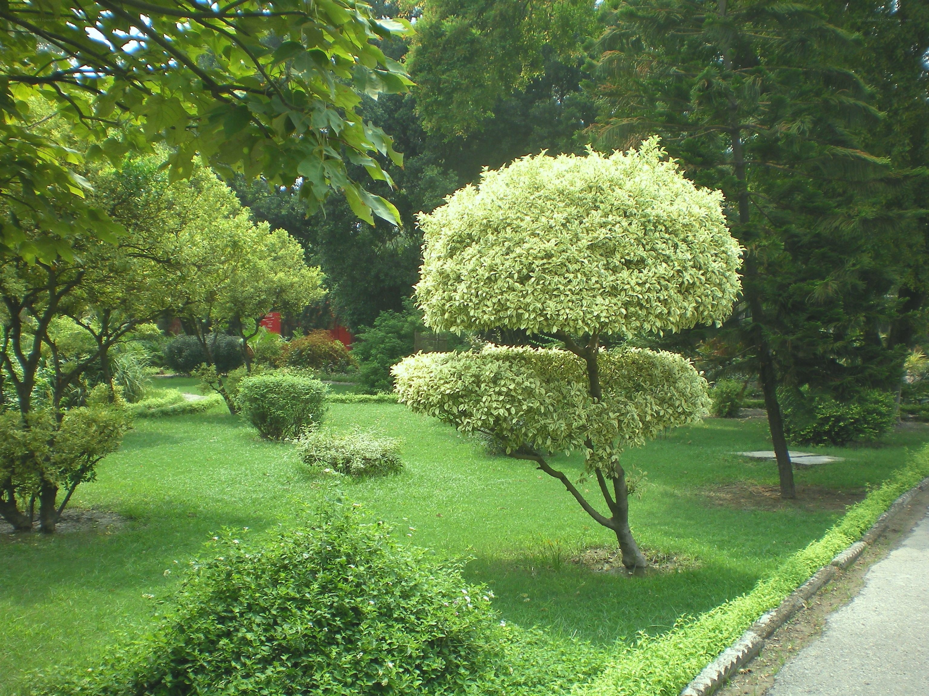 Garden with manicured trees