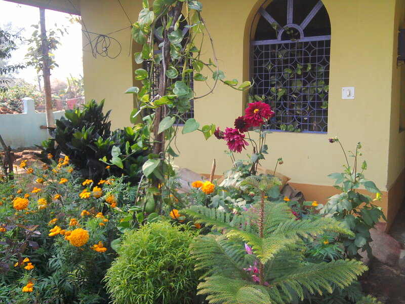 Garden with Marigolds