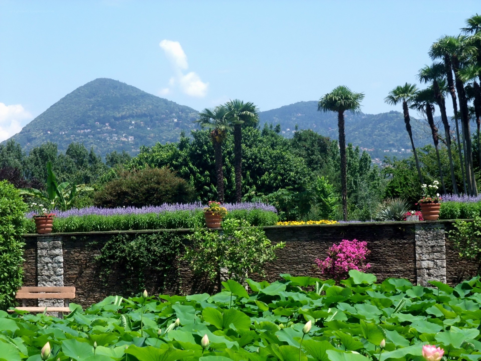 Garden with mountain view