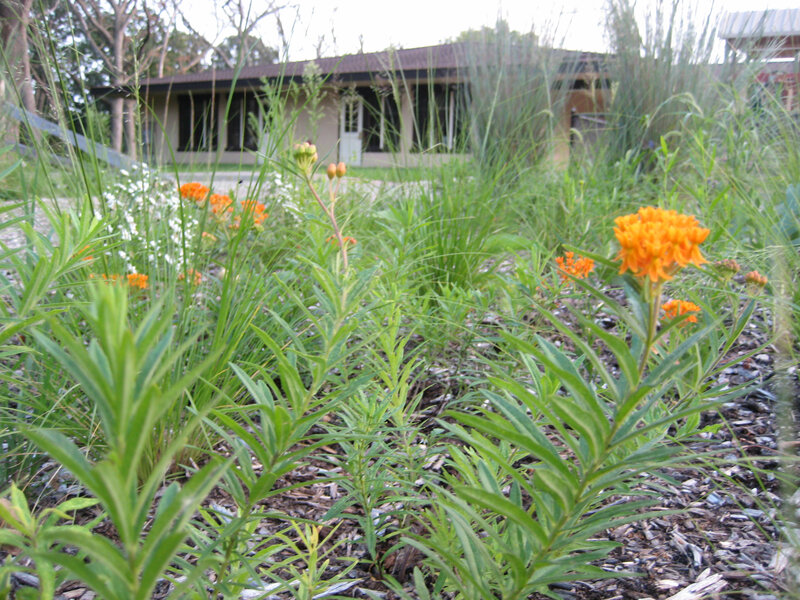 garden with orange flowers