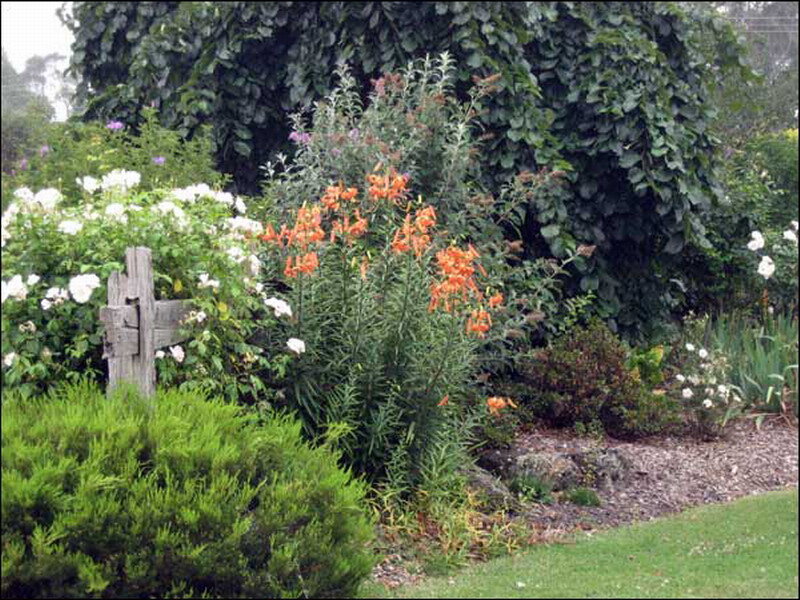 Garden with Orange Lilies — Green