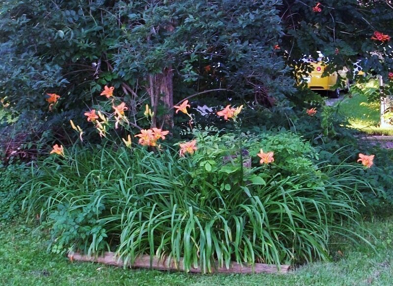 garden with orange lilies