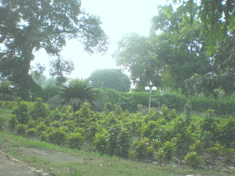Garden with palm trees