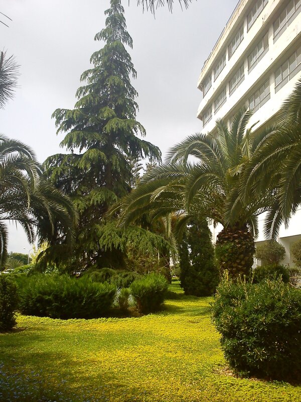 Garden with palm trees and building