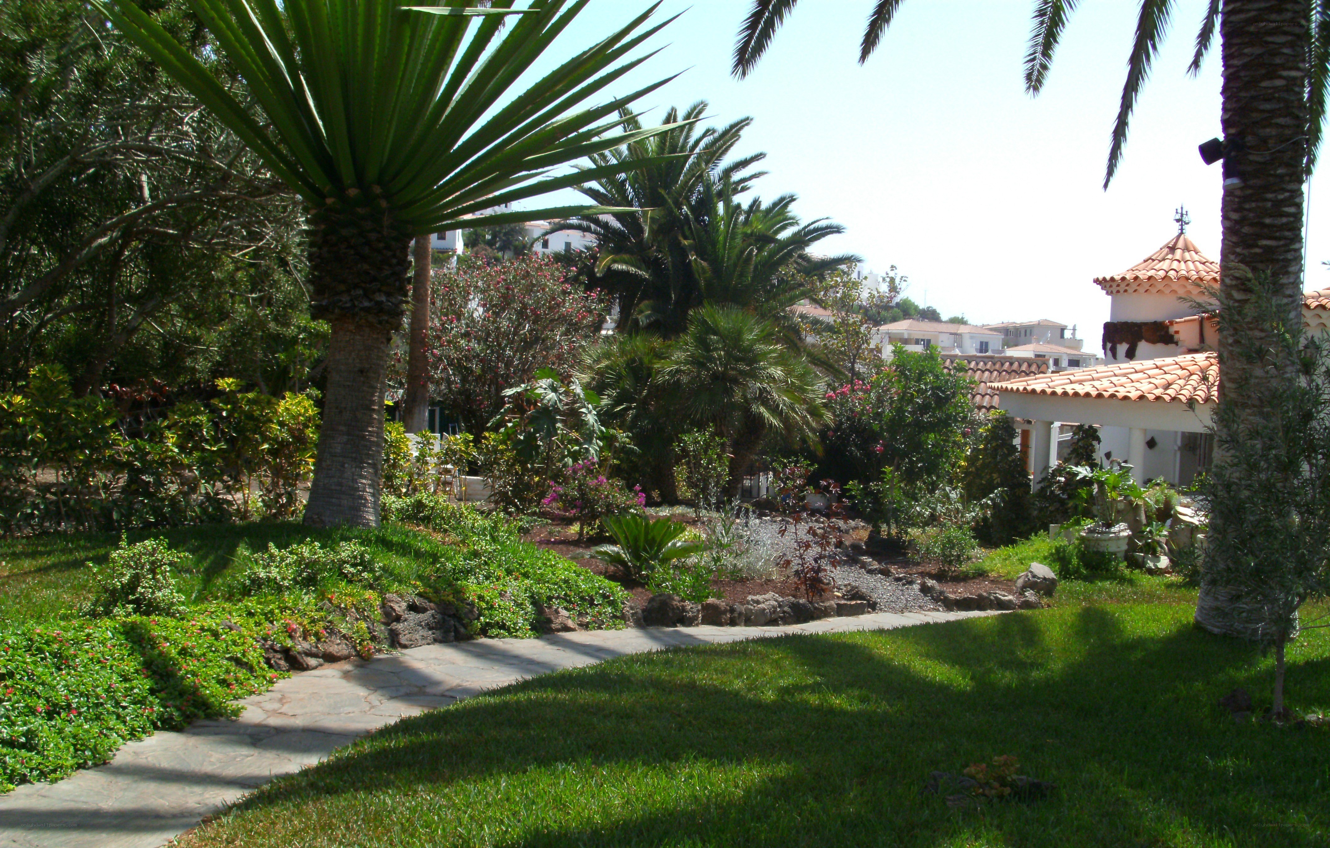 Garden with palm trees