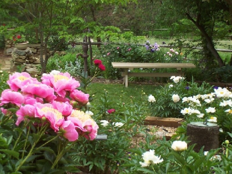 Garden with peonies and bench