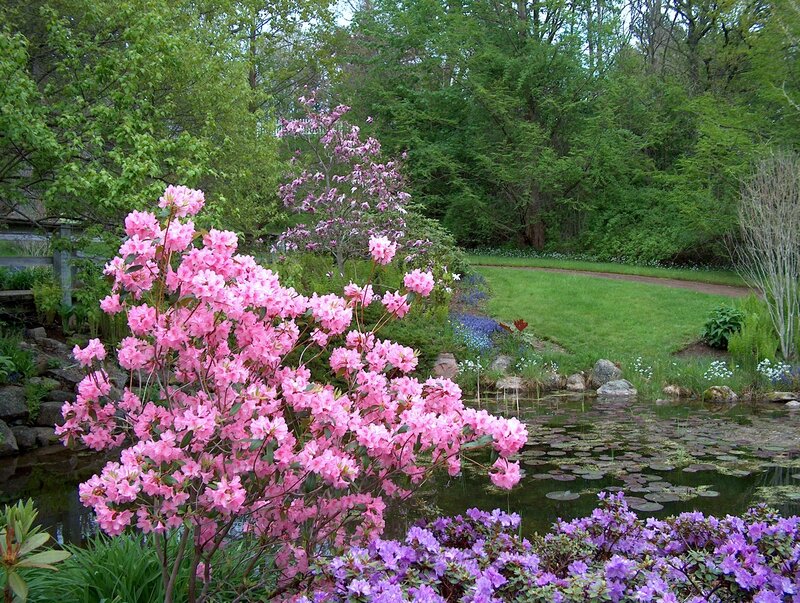 Garden with pink rhododendrons