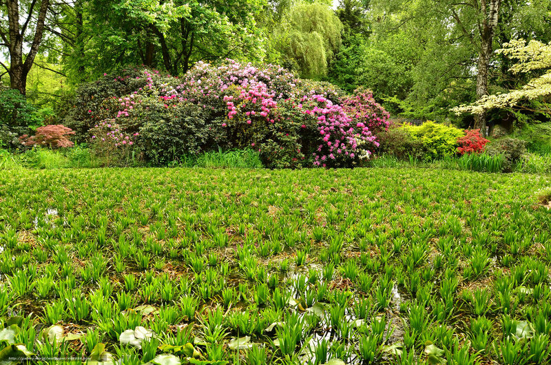 Garden with pink rhododendrons