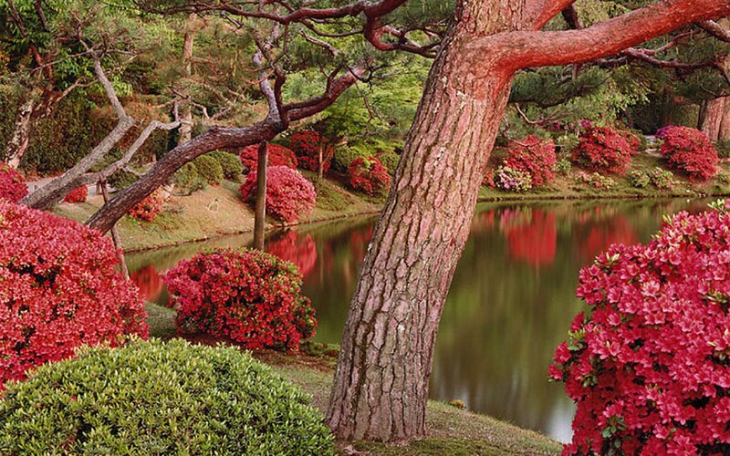Garden with pond and azaleas