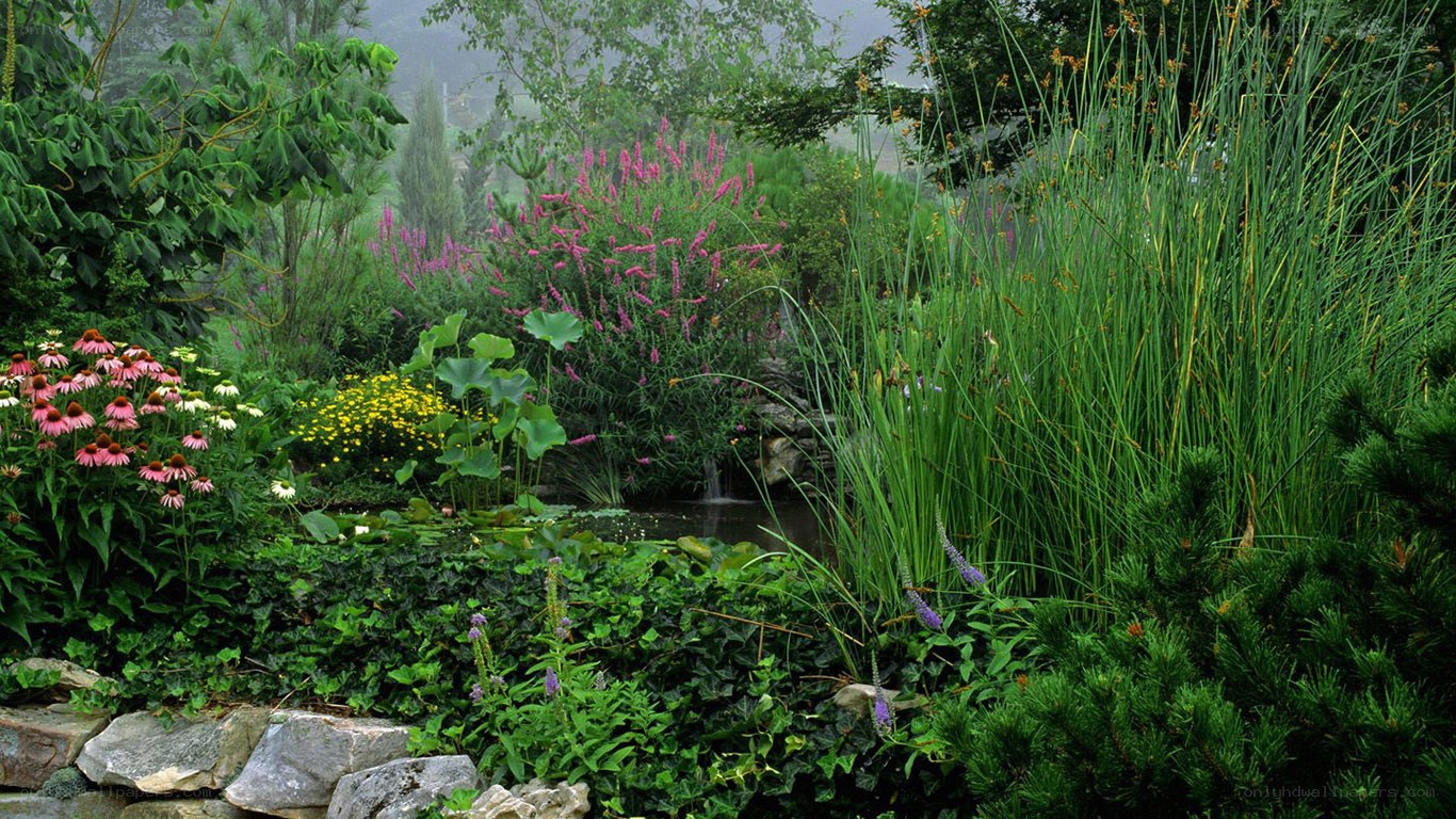Garden with pond and flowers
