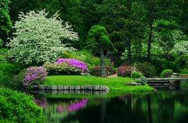 Garden with Pond and Flowers — Green, Serene, Spring, Photograph