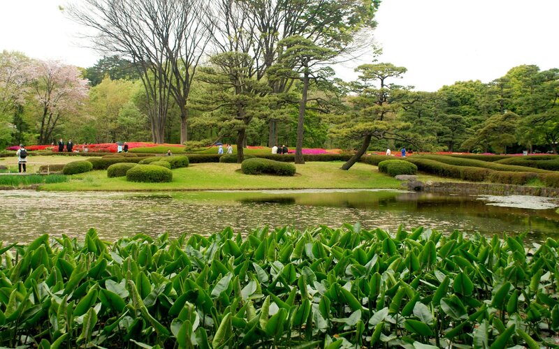 Garden with pond and manicured hedges