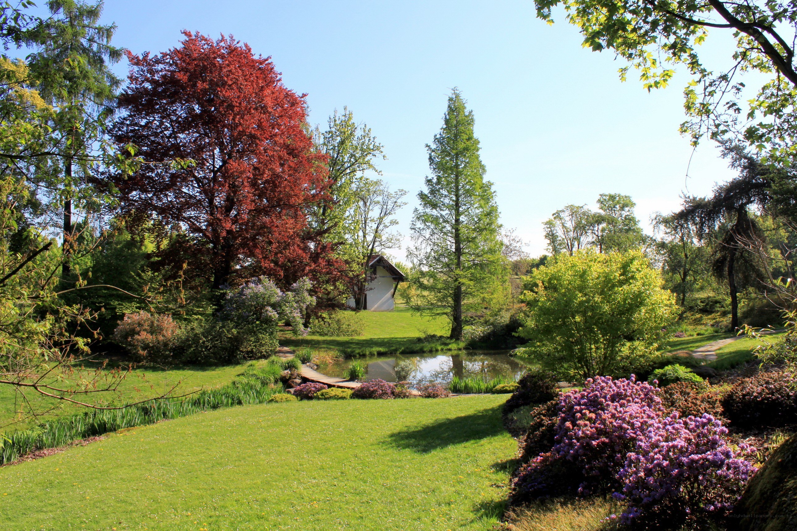 Garden with pond and red tree