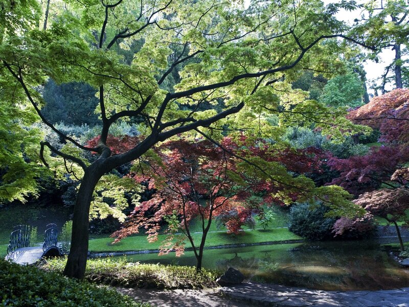 Garden with pond and trees