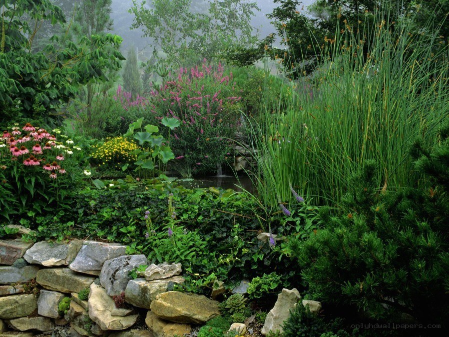Garden with pond and waterfall