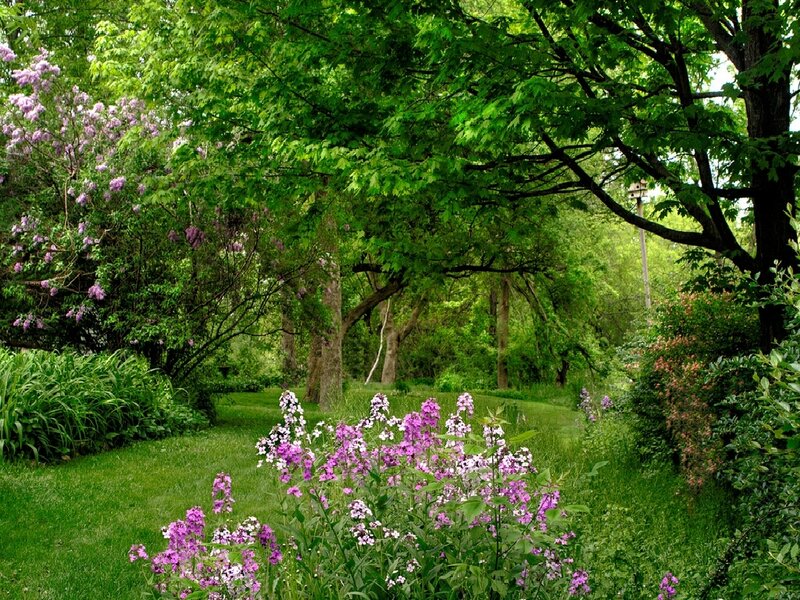 Garden with purple flowers