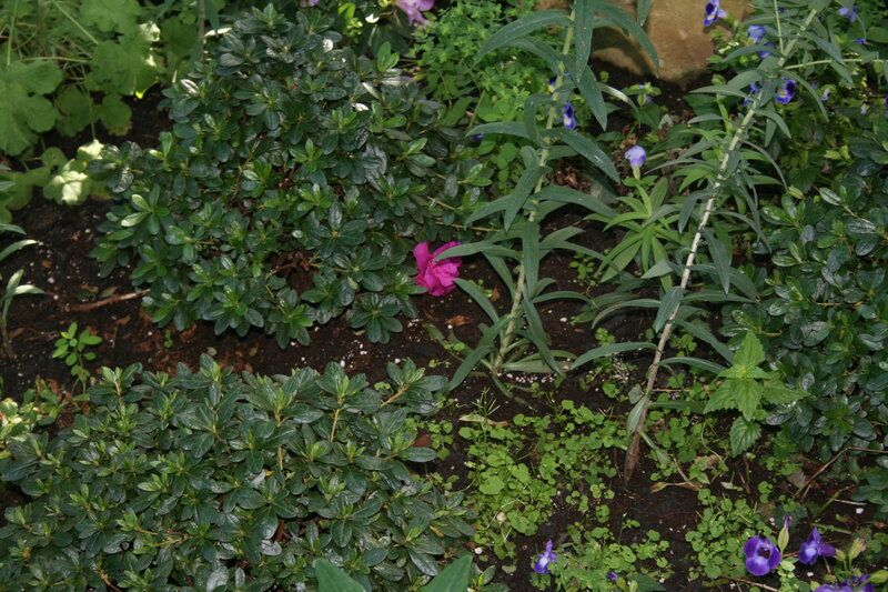 Garden with Purple Flowers — Green, Calm
