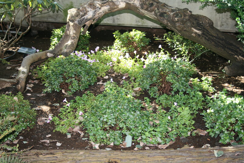 Garden with Purple Flowers — Green, Serene