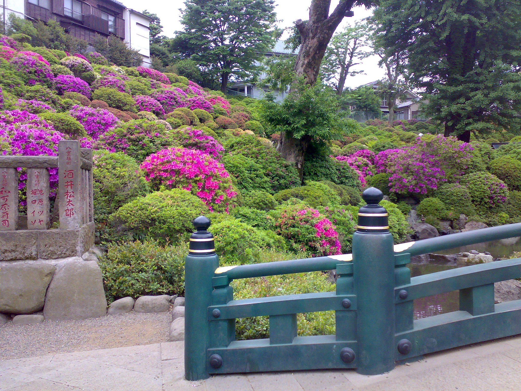 Garden with purple flowers