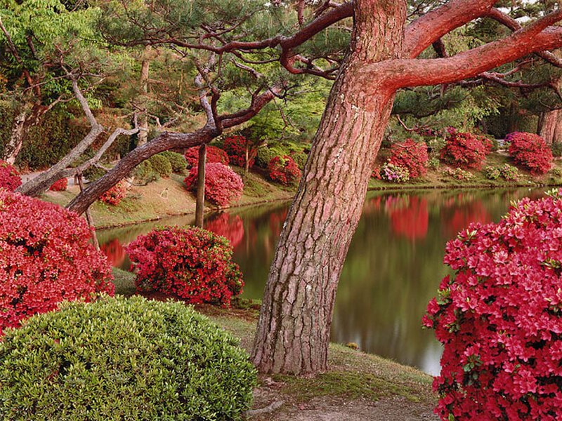Garden with red azaleas and pond