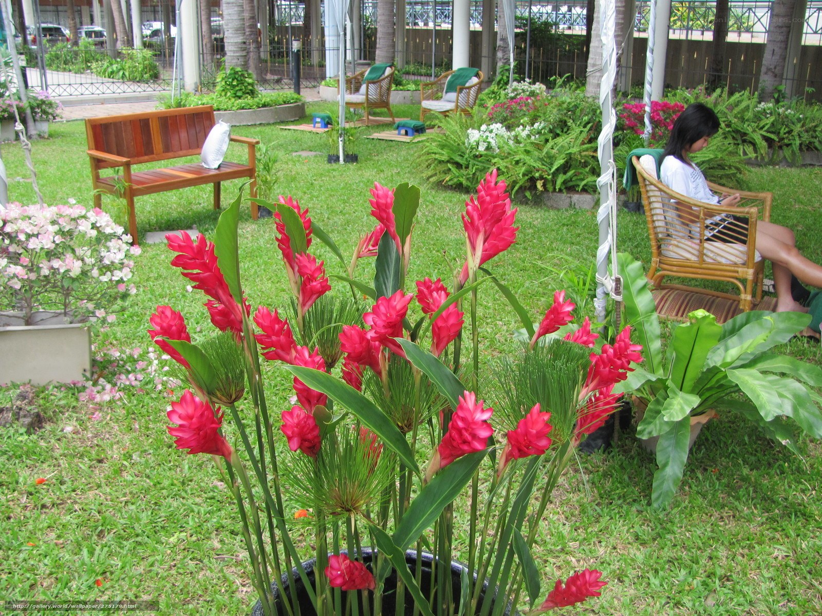 Garden with red flowers and bench