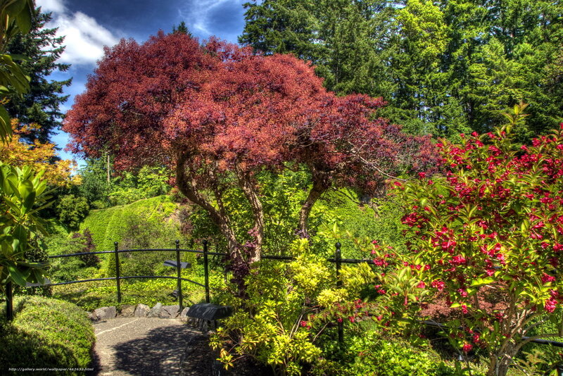 Garden with red-leafed tree