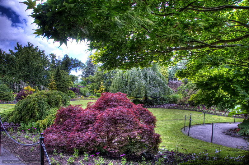 Garden with red maple tree