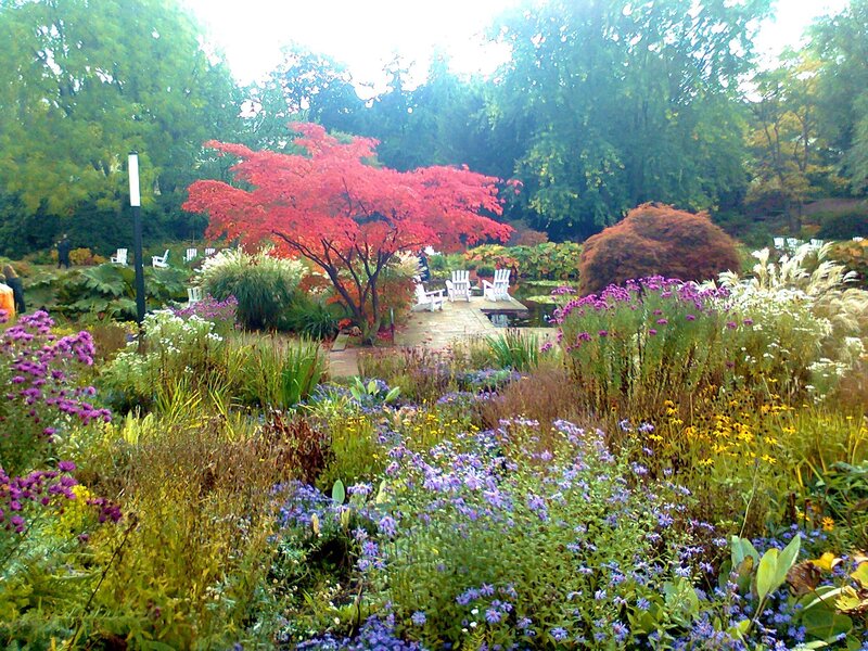 Garden with Red Tree — Serene