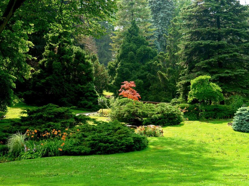 Garden with Red Tree