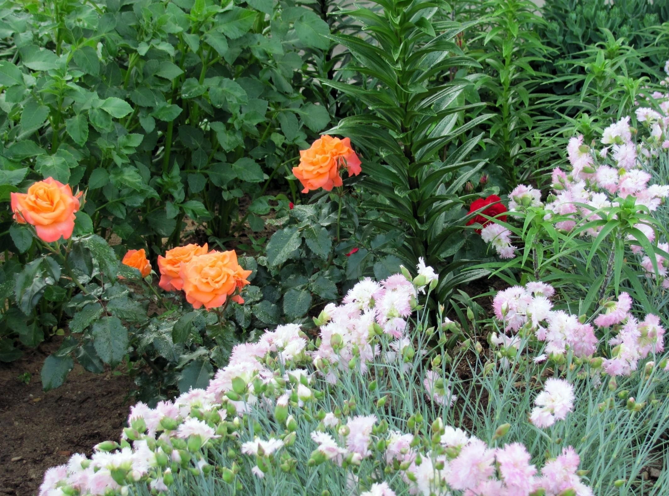 garden with roses and carnations