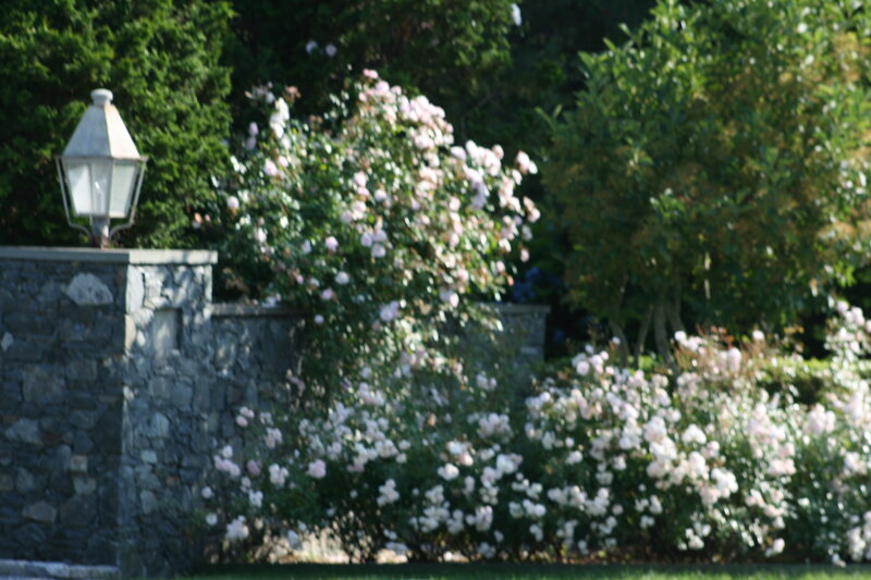 garden with roses and lamp