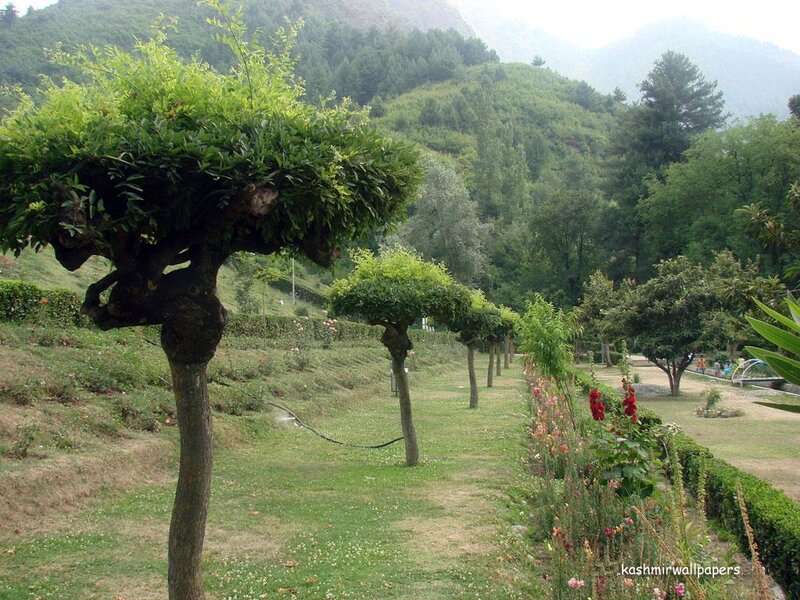 Garden with shaped trees