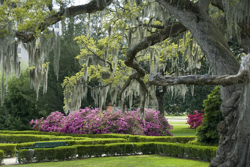Garden with Spanish moss