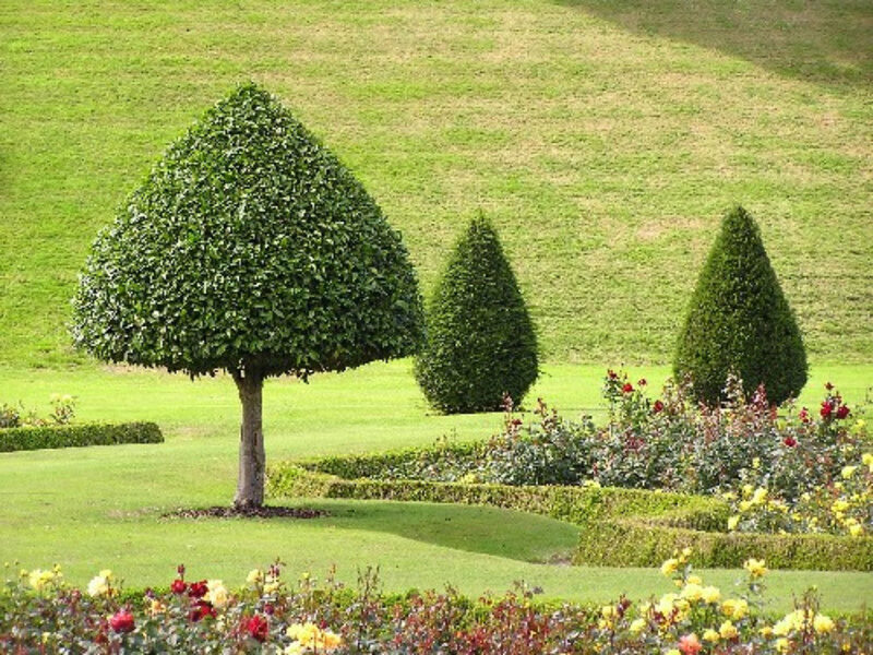 Garden with topiary trees