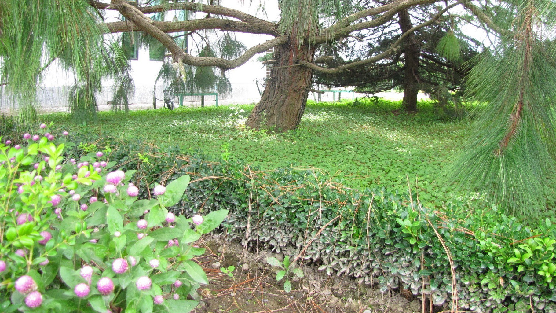 Garden with trees and flowers