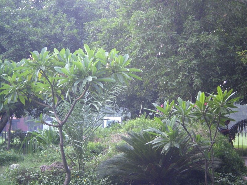 Garden with tropical plants