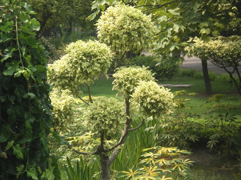 Garden with variegated plants