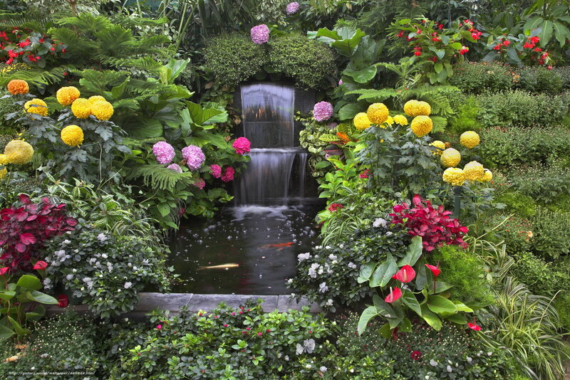 Garden with waterfall and koi pond