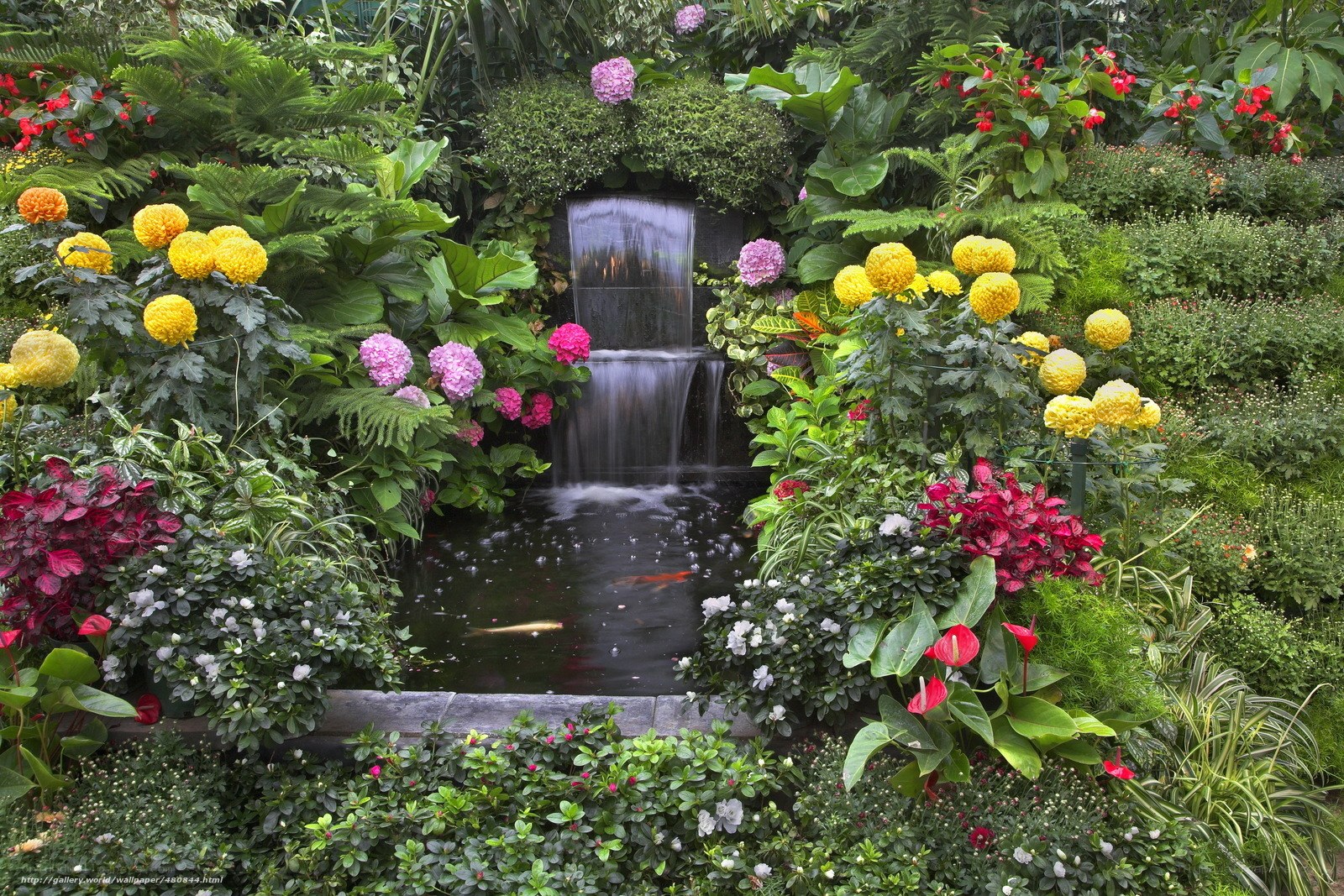 Garden with waterfall and koi pond