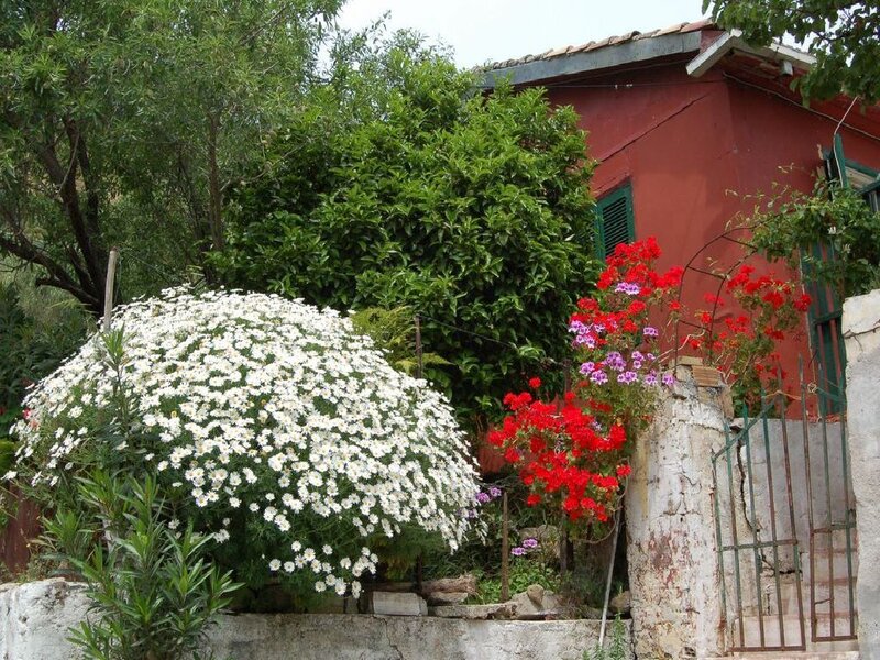 garden with white and red flowers