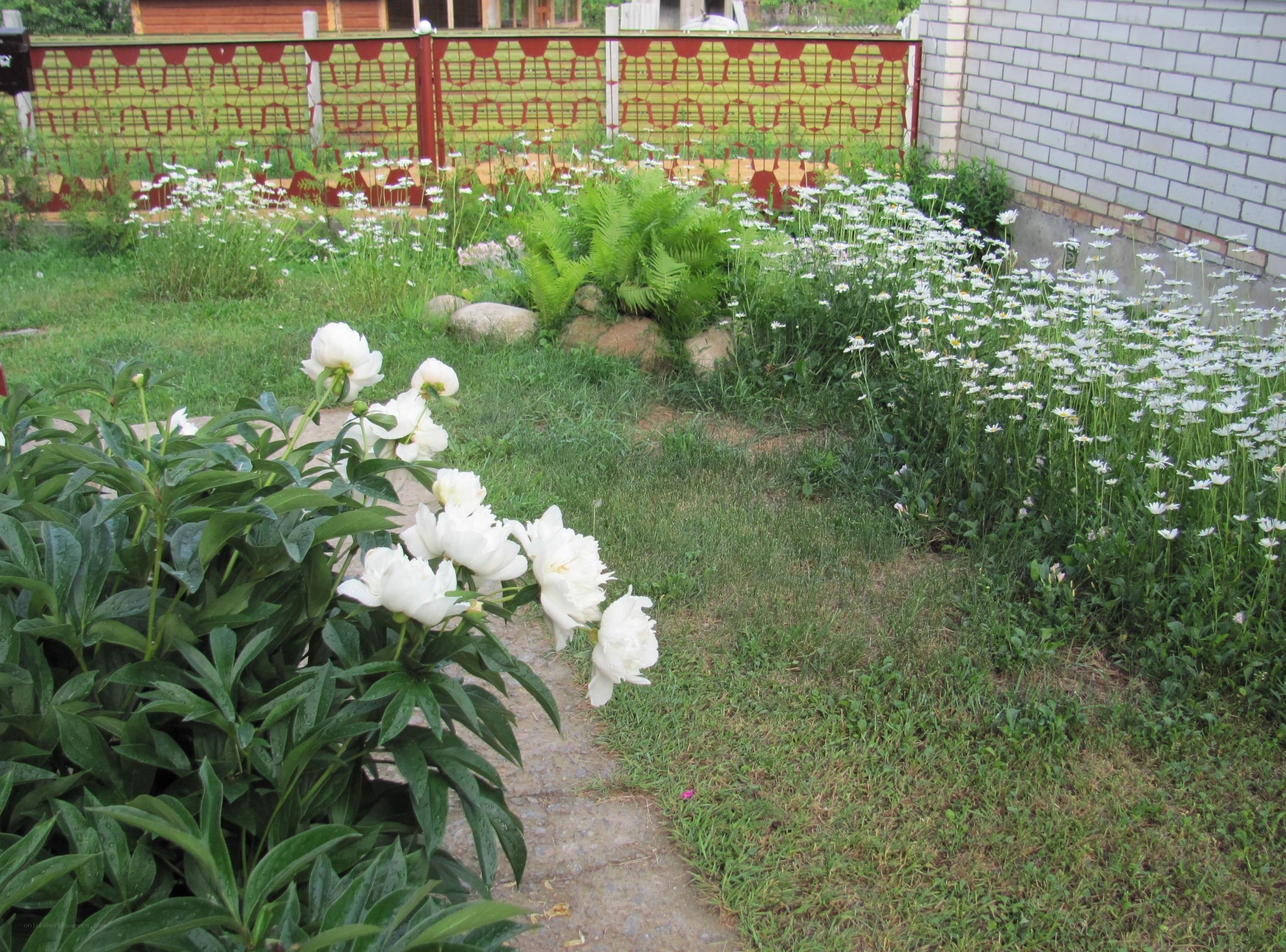 garden with white flowers