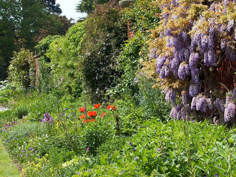 Garden with wisteria and poppies