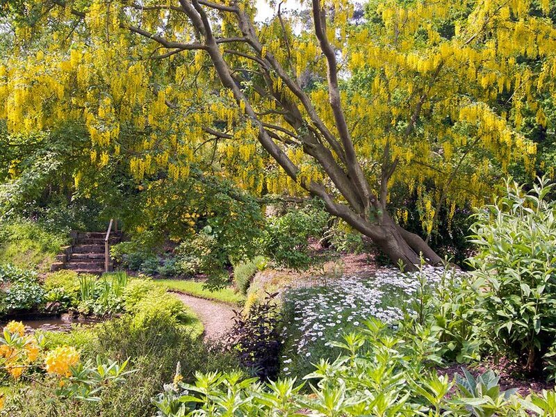 Garden with yellow flowering tree